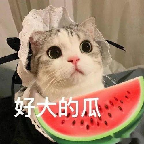 娱乐吃瓜小猫咪小说,小猫咪的娱乐圈冒险之旅
