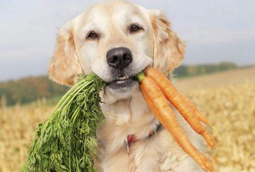 狗狗娱乐吃瓜酱,揭秘宠物界的趣味生活