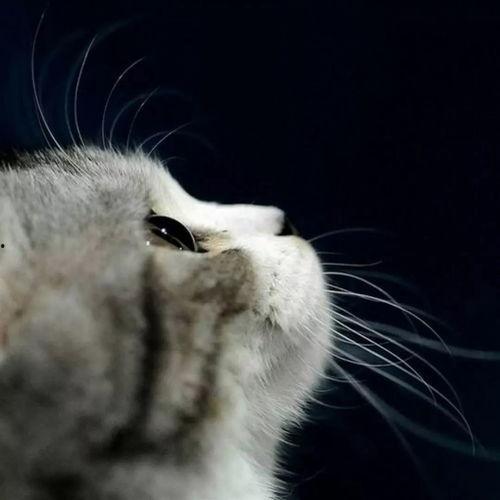 娱乐吃瓜酱小猫民宿,娱乐吃瓜酱的温馨食宿之旅