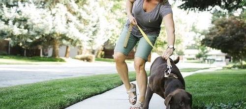 娱乐吃瓜酱遛狗小说